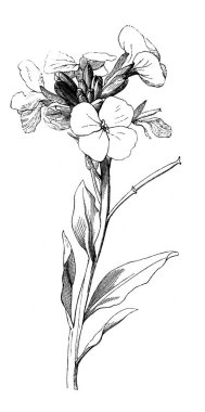 Duvar çiçeği. Çiçek açan dal. Atlas Botanique, 1846, Paris 'in eski kitabı.