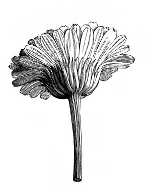 Suşi. Ambalajlı çiçek kafalı. Atlas Botanique, 1846, Paris 'in eski kitabı.