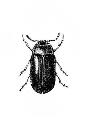 Erichson 'ın eski kitabı D' Histoire Naturelle 'deki büyük böcek, 1847, Paris