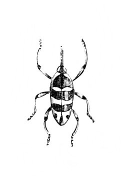 Erichson 'ın eski kitabı D' Histoire Naturelle 'de uzun bacakları ve antenleri olan büyük bir böcek, 1847, Pari