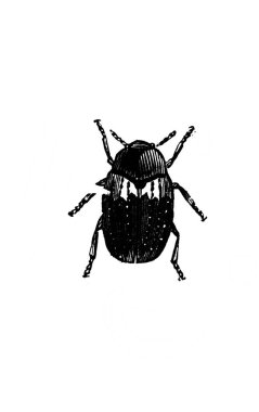 Erichson 'ın eski kitabı D' Histoire Naturelle 'de bacakları olan küçük böcek, 1847, Paris