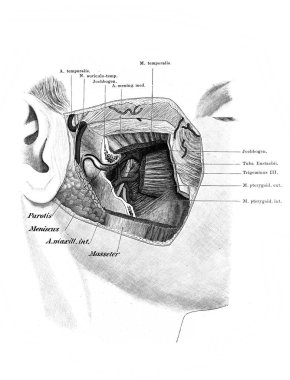 Yüz, kan damarları, eski Atlas der Anatomie kitabında sinirler Fischer tarafından, 1894, Jena
