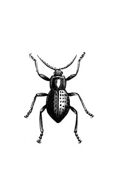 Erichson 'ın eski kitabı D' Histoire Naturelle 'deki uzun bacaklı büyük böcek, 1847, Paris