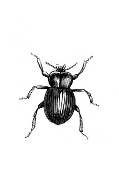 Erichson 'ın eski kitabı D' Histoire Naturelle 'de uzun bacaklı küçük bir böcek, 1847, Paris