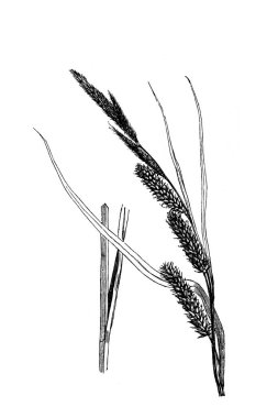 Kıyı şeridi. Atlas Botanique, 1846, Paris 'in eski kitabı.