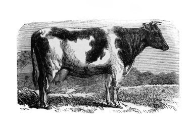 Alexandrowiecz, 1890 'da Warsawa' dan Encyklopedya Rolnicza 'daki Hollandalı inek türü.