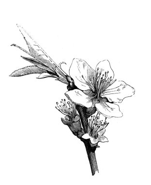 Şeftali. Çiçek açan dal. Atlas Botanique, 1846, Paris 'in eski kitabı.