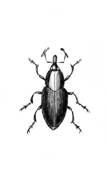 Erichson 'ın eski kitabı D' Histoire Naturelle 'deki büyük böcek, 1847, Pari