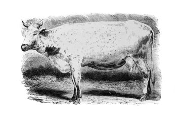 Zulawi cinsinin ineği, 1890 'da Alexandrowiecz' in 