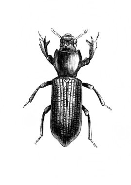 Big bug with a big butt in the old book D'Histoire Naturelle by Erichson, 1847, Paris