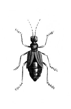 Erichson 'ın eski kitabı D' Histoire Naturelle 'deki küçük böcek, 1847, Pari