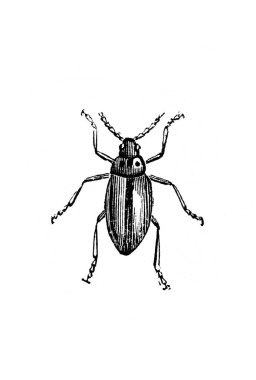 Erichson 'ın eski kitabı D' Histoire Naturelle 'de uzun bacaklı küçük bir böcek, 1847, Paris