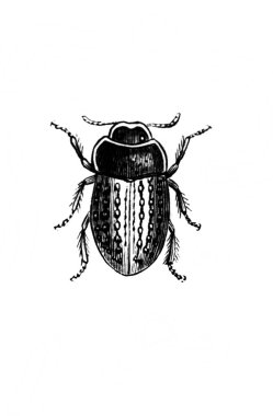 Erichson 'ın eski kitabı D' Histoire Naturelle 'deki küçük böcek, 1847, Pari