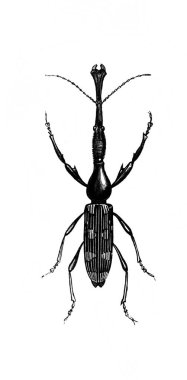 Erichson 'ın eski kitabı D' Histoire Naturelle 'deki antenli ve bacaklı uzatılmış böcek, 1847, Paris