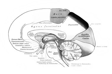 Fischer 'ın eski kitabı Atlas der Anatomie' deki farklı bölgeler, 1894, Jena.