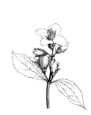 Seringat, çiçekli dal. Atlas Botanique, 1846, Paris 'in eski kitabı.