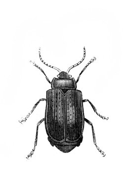 Erichson 'ın eski kitabı D' Histoire Naturelle 'deki küçük böcek, 1847, Paris