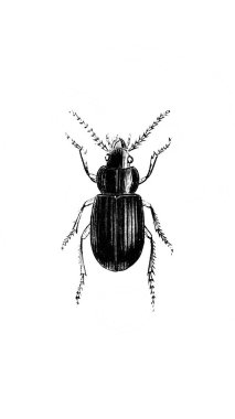 Erichson 'ın eski kitabı D' Histoire Naturelle 'de uzun bacaklı böcek, 1847, Paris