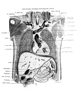 Fischer 'ın eski kitabı Atlas der Anatomie' de gövdenin ön kısmı, 1894, Jena.