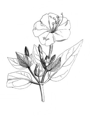 Sahte Jalapian nikting. Atlas Botanique, 1846, Paris 'in eski kitabı.