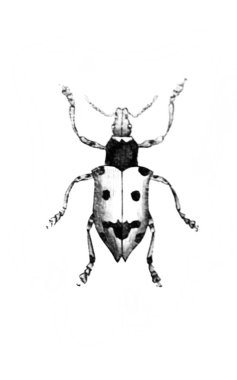 Erichson 'ın eski kitabı D' Histoire Naturelle 'deki küçük böcek, 1847, Pari