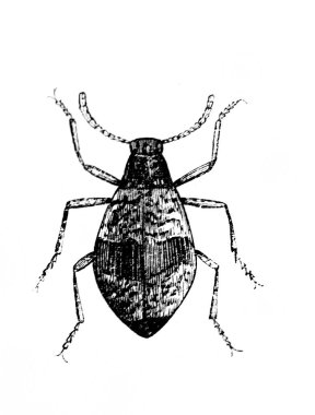 Erichson 'ın D' Histoire Naturelle adlı eski kitabında uzun bacaklı böcek, 1847, Paris
