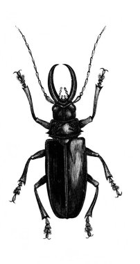 Erichson 'ın eski kitabı D' Histoire Naturelle 'deki kıskaçlı böcek, 1847, Pari