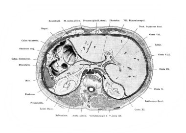 Fischer 'ın eski kitabı Atlas der Anatomie' de gövdenin kesiti, 1894, Jena