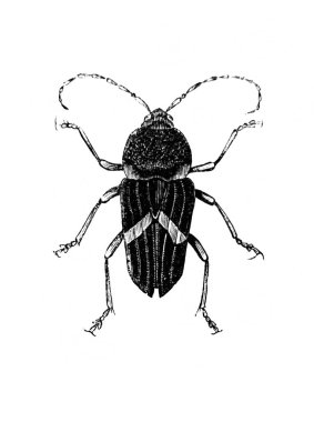 Erichson 'ın eski kitabı D' Histoire Naturelle 'deki uzun antenli böcek, 1847, Pari