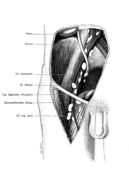 Fischer 'ın eski kitabı Atlas der Anatomie' deki leğen kemiği ve derin kasık lenf düğümleri 1894, Jena