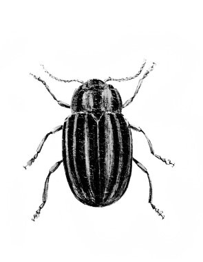 Erichson 'ın eski kitabı D' Histoire Naturelle 'deki büyük böcek, 1847, Paris