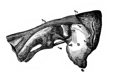 1890 'da Alexandrowiecz, Warsawa' nın Ansiklopedi Rolnicza adlı kitabının yan tarafından.