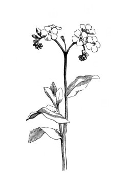 Bataklık unutma-beni-nots. Atlas Botanique, 1846, Paris 'in eski kitabı.