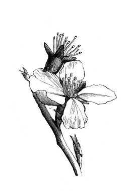 Badem ağacı, çiçek açan dal. Atlas Botanique, 1846, Paris 'in eski kitabı.