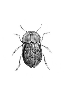 Erichson 'ın eski kitabı D' Histoire Naturelle, 1847 'de Paris' te yayınlanan...
