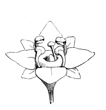 Alchemilla. Çiçek. Atlas Botanique, 1846, Paris 'in eski kitabı.