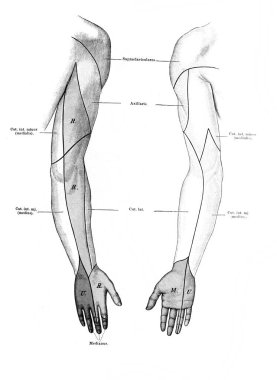 Fischer 'ın eski kitabı Atlas der Anatomie' deki el sinirleri yüzeyi, Jena