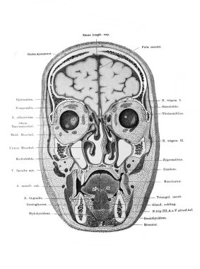 Kafanın bir kısmı, Atlas der Anatomie 'nin eski kitabındaki farklı organlar. Fischer, 1894, Jena.