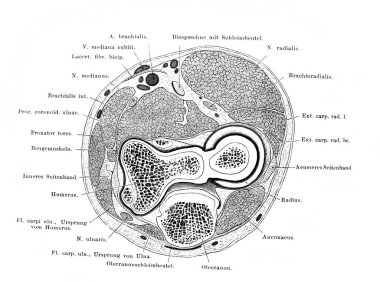 Fischer 'ın eski kitabı Atlas der Anatomie' deki el kesiti, 1894, Jena.