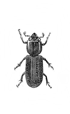 Erichson 'ın eski kitabı D' Histoire Naturelle 'deki kavrayışlı bacaklı büyük böcek, 1847, Paris