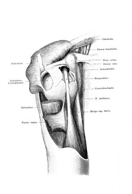 Fischer 'ın eski kitabı Atlas der Anatomie' deki omuz ekleminin farklı bölgeleri, Jena