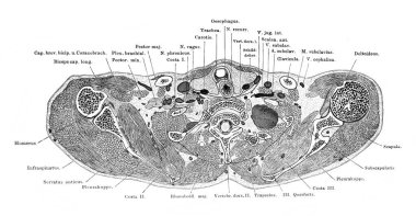 Fischer 'ın eski kitabı Atlas der Anatomie' deki birinci ve ikinci göğüs omurunun enine kesiti, 1894, Jena