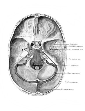 Fischer 'ın eski kitabı Atlas der Anatomie' de beyin bölgeleri hareket halinde.