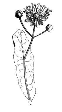 Linden. Lanet olası seyyar satıcı amca ve braket. Atlas Botanique, 1846, Paris 'in eski kitabı.