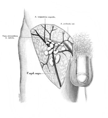 Kasık bölgesi, eski Atlas der Anatomie kitabındaki lenf düğümleri Fischer, 1894, Jena