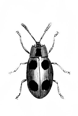 Erichson 'ın D' Histoire Naturelle adlı eski kitabında uzun bacaklı böcek, 1847, Paris