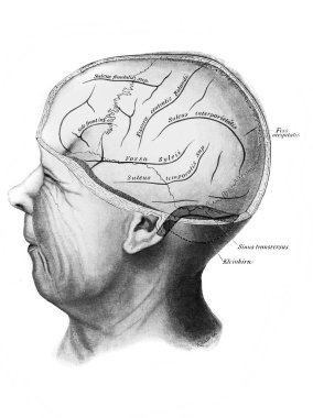 Fischer 'ın eski kitabı Atlas der Anatomie' de baş ve beynin farklı bölgeleri, Jena