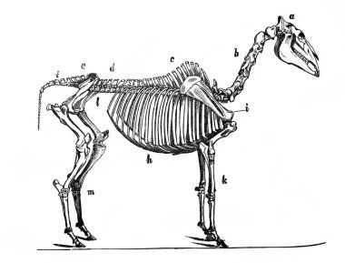 Alexandrowiecz, 1890, Warsawa 'dan Ansiklopedi Rolnicza' daki at iskeleti.