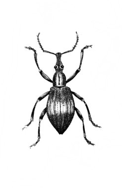 Erichson 'ın eski kitabı D' Histoire Naturelle 'de uzun bacakları ve antenleri olan büyük bir böcek, 1847, Pari