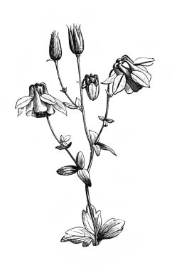 Columbine, sert kök. Atlas Botanique, 1846, Paris 'in eski kitabı.